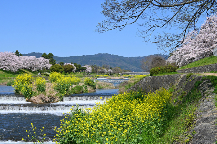 Scenery of Kamo River in Kyoto City in April when cherry blossoms and rape blossoms bloom