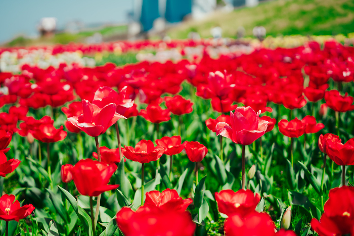 Beautiful tulips blooming in an agricultural park