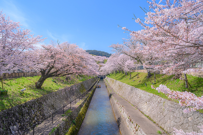 Biwako Canal, cherry blossoms, Otsu City, Shiga Pref.