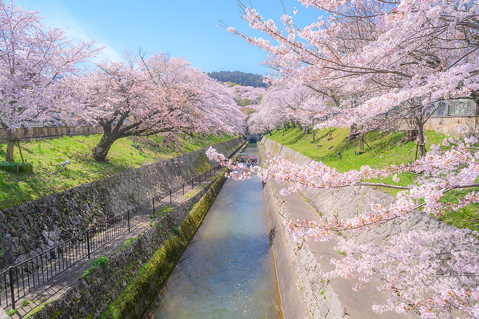 Biwako Sosui Biwako Sosui Boat Cherry blossoms Otsu City Shiga Prefecture