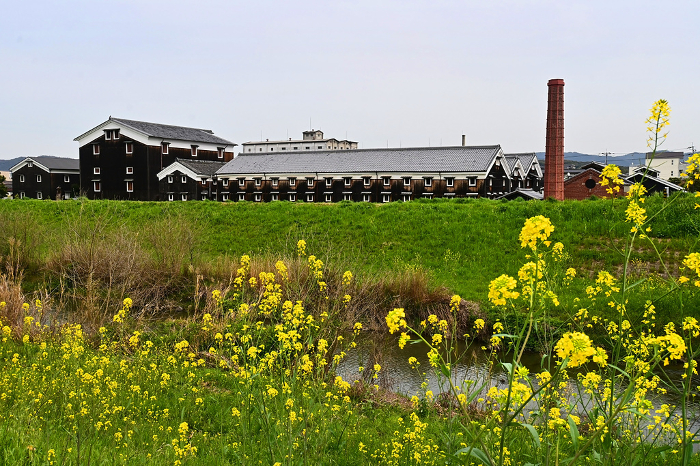 Rape blossoms bloom in the streets of Fushimi, Kyoto, where sake breweries are located.