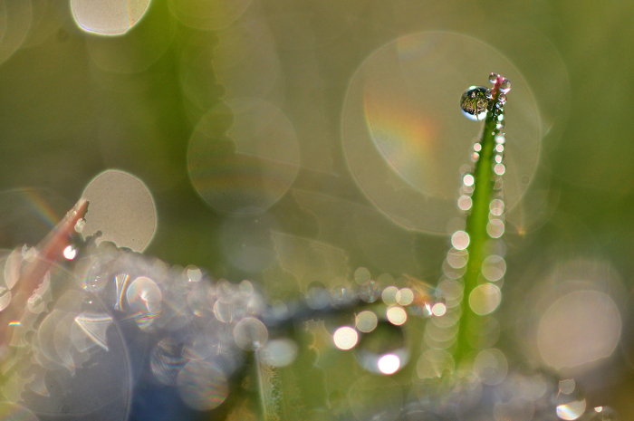 Grass and droplets in the field shining with morning dew Close-up