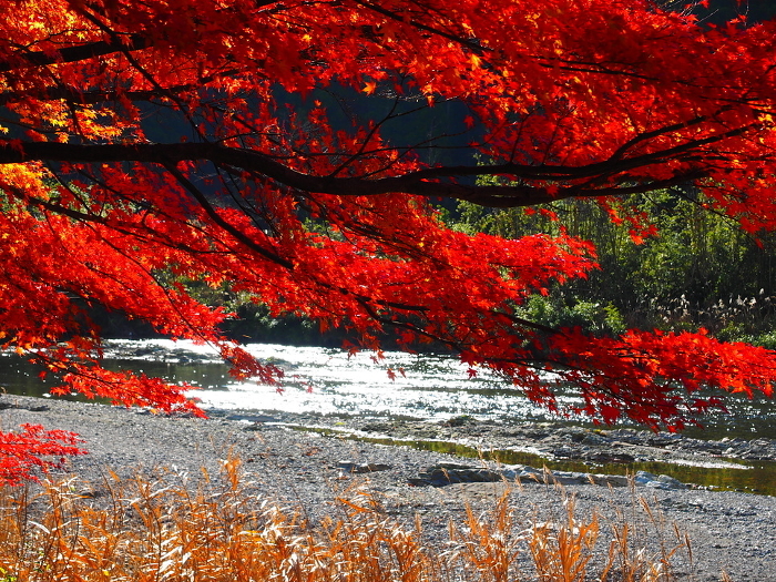 Vivid autumn leaves along the Yura River, Kyoto