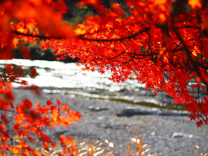 Vivid autumn leaves along the Yura River, Kyoto
