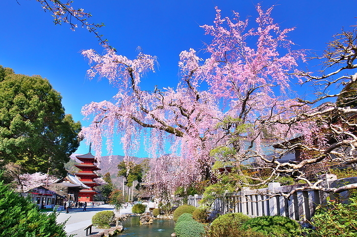 Five-storied Pagoda, Oike and Cherry Blossoms at Kuonji Temple, Mount Minobu, Yamanashi Prefecture