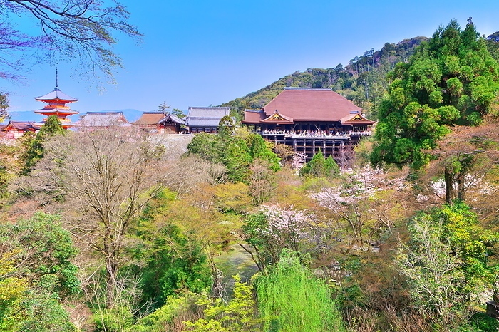Kiyomizu-dera Temple, Cherry blossoms in spring, Kyoto Pref.