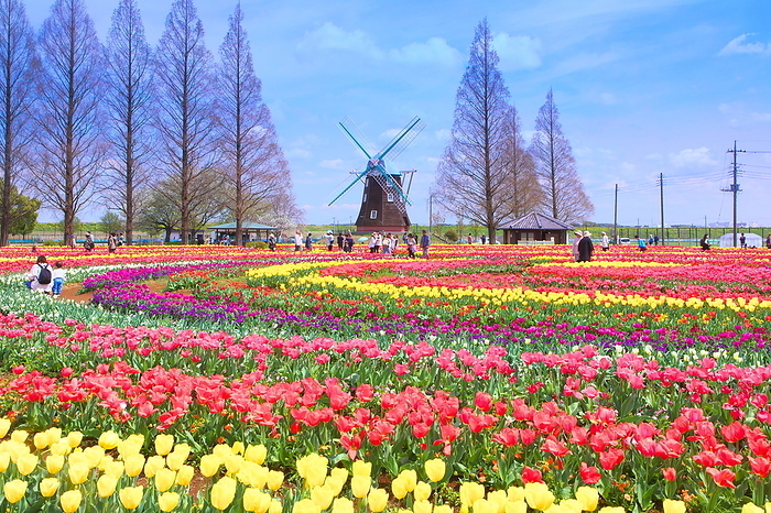 Tulips at Akebonoyama Agricultural Park Chiba Prefecture