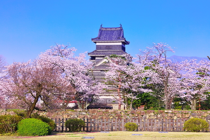 Matsumoto Castle in spring, cherry blossoms, Nagano Pref.