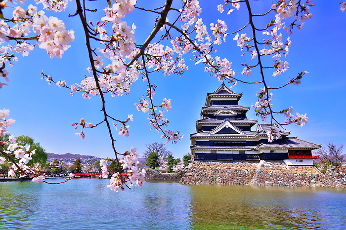 Matsumoto Castle in spring, cherry blossoms, Nagano Pref.