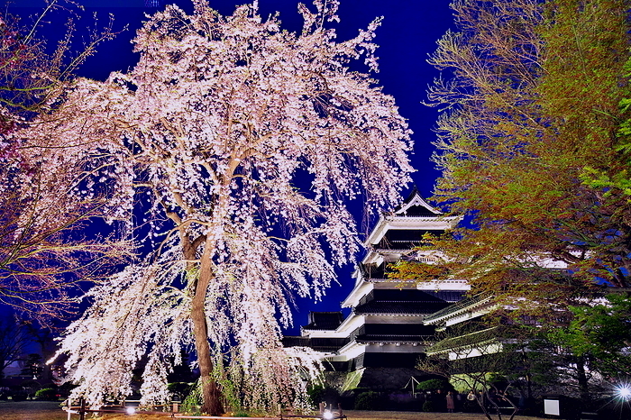 Matsumoto Castle and cherry blossoms illuminated in spring Nagano Pref.
