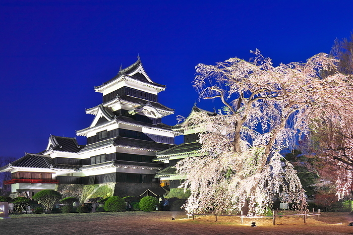 Matsumoto Castle and cherry blossoms illuminated in spring Nagano Pref.