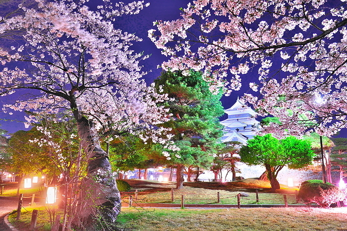 Light-up of Matsumoto Castle in spring Cherry blossoms, Nagano Pref.