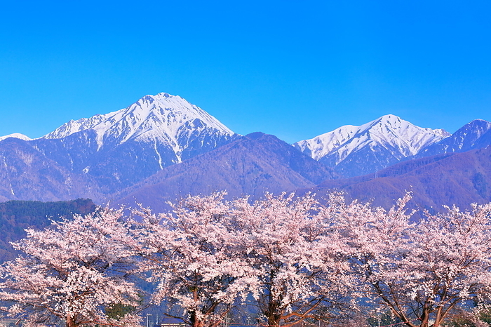 Jouen and cherry blossoms Azumino Nagano Pref.