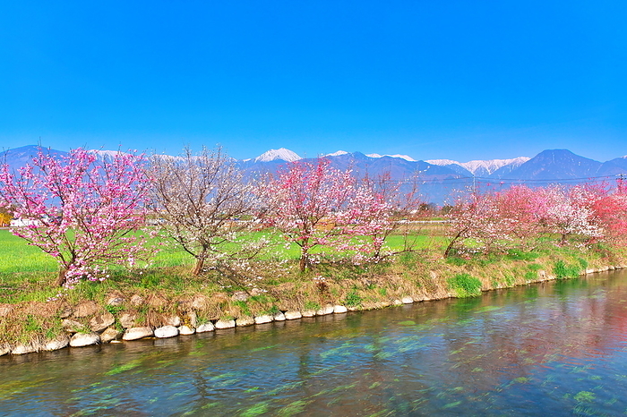 Azumino, Mt. Jouen and peach blossoms in spring Nagano Pref.