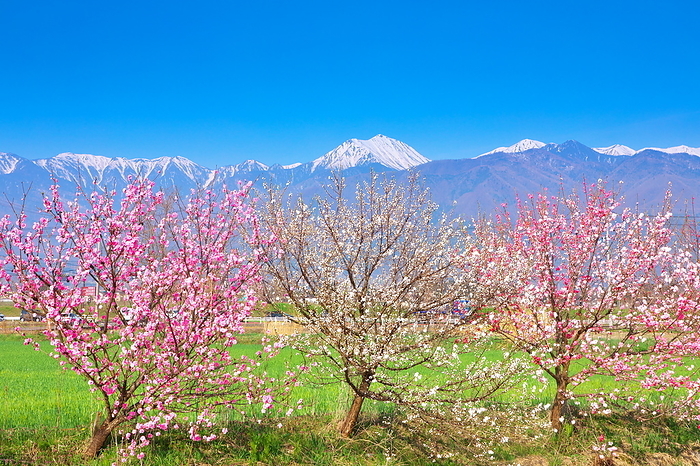 Azumino, Mt. Jouen and peach blossoms in spring Nagano Pref.