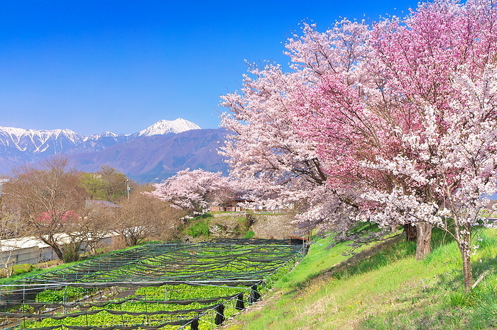 Azumino, Mt. Jouen, cherry blossoms and wasabi fields in spring, Nagano, Japan