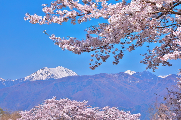 Jouen and cherry blossoms Azumino Nagano Pref.