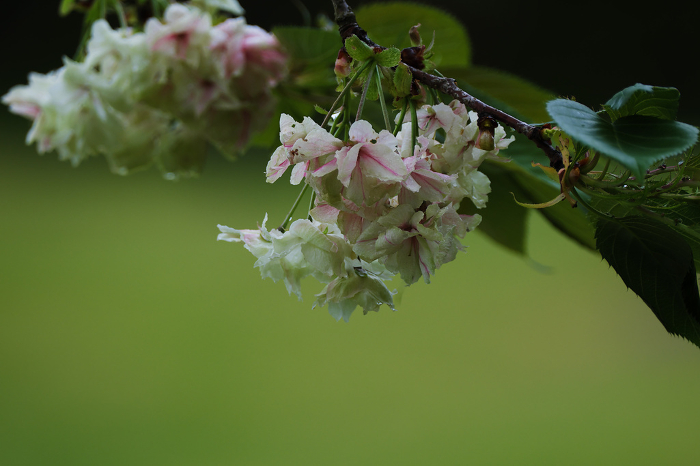 Beautiful turmeric cherry blossoms