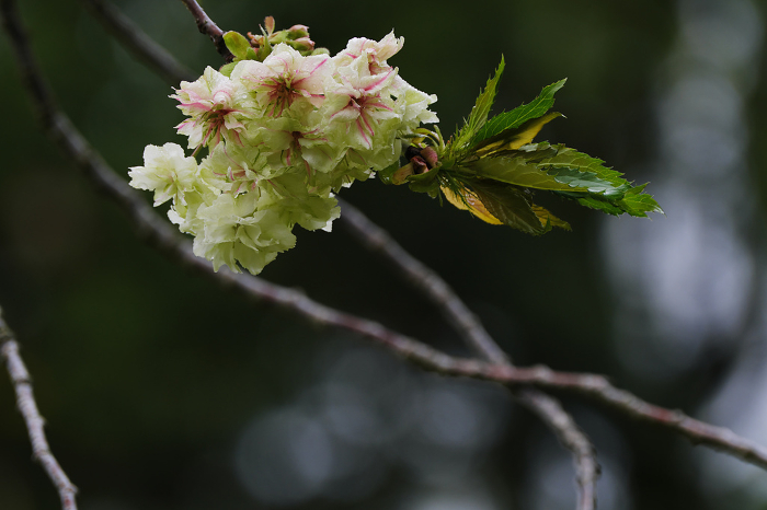 Turmeric Cherry Blossoms on a Rainy Day