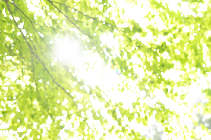 sunlight filtering through trees