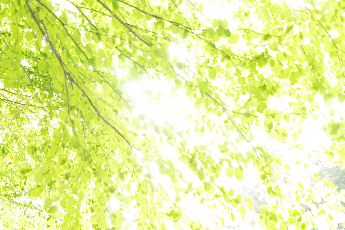 sunlight filtering through trees