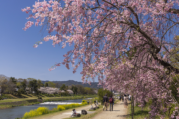 Half-tree lined with cherry trees, Kyoto City, Kyoto Pref.
