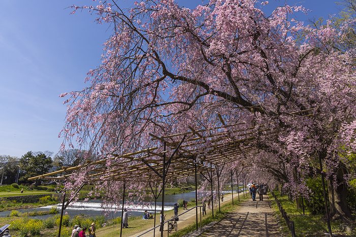 Half-tree lined with cherry trees, Kyoto City, Kyoto Pref.