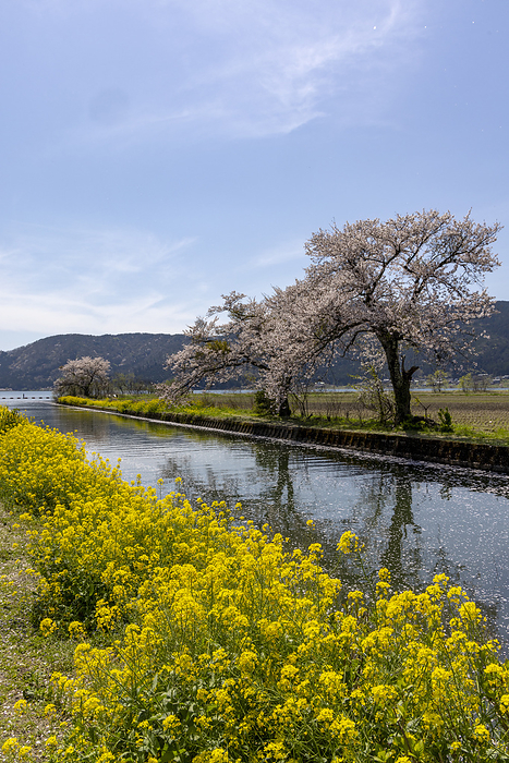 Cherry blossoms and rape blossoms in Yogo, Nagahama City, Shiga Prefecture