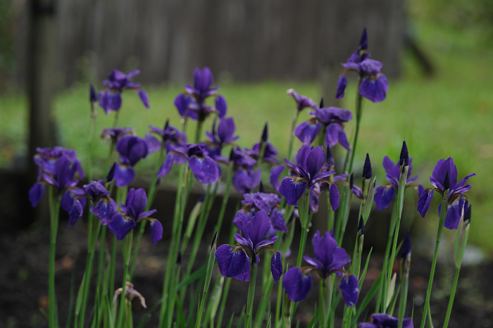 Iris flowers in full bloom