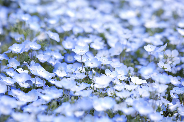 Nemophila Flowers in Full Bloom in Japan Nemophila  baby blue eyes  Flowers in Full Bloom at Hitachi Seaside Park in Ibaraki, Japan. Nemophila flowers are primarily found in the western United States, but some exist in eastern Canada and Mexico. Approximately 4.5 million flowers cover over 35,000 square meter hills until early May.