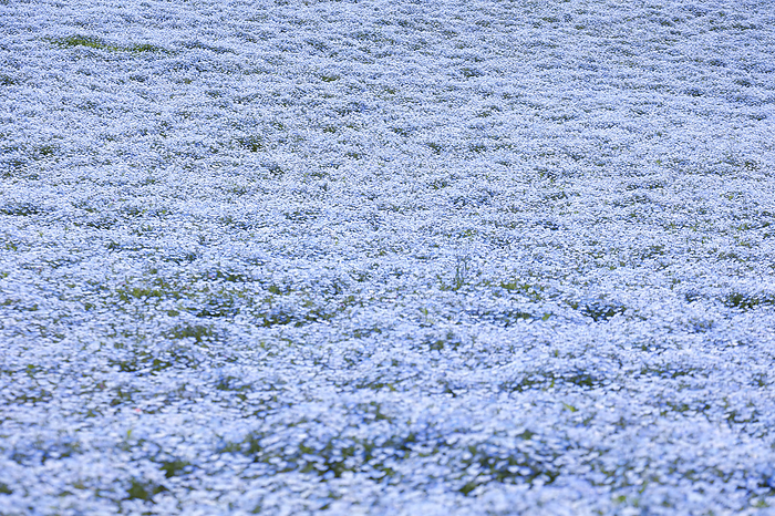 Nemophila Flowers in Full Bloom in Japan Nemophila  baby blue eyes  Flowers in Full Bloom at Hitachi Seaside Park in Ibaraki, Japan. Nemophila flowers are primarily found in the western United States, but some exist in eastern Canada and Mexico. Approximately 4.5 million flowers cover over 35,000 square meter hills until early May.