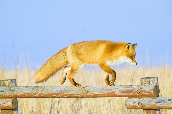 Fox walking on the fence