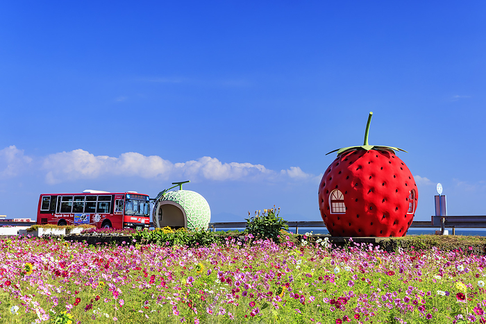 Nagasaki Fruit Bus Stop and Cosmos Field