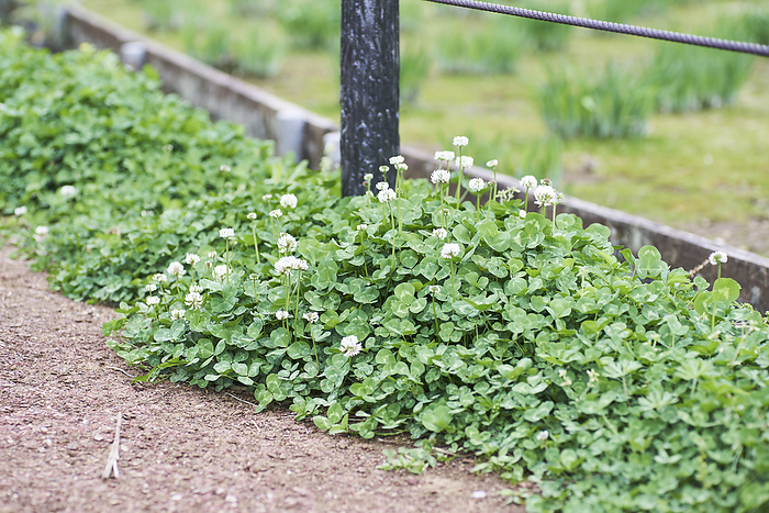 Photographed in 2024 White clover Naturalized plant April 2024 Kitayama Park, Higashimurayama shi, Tokyo