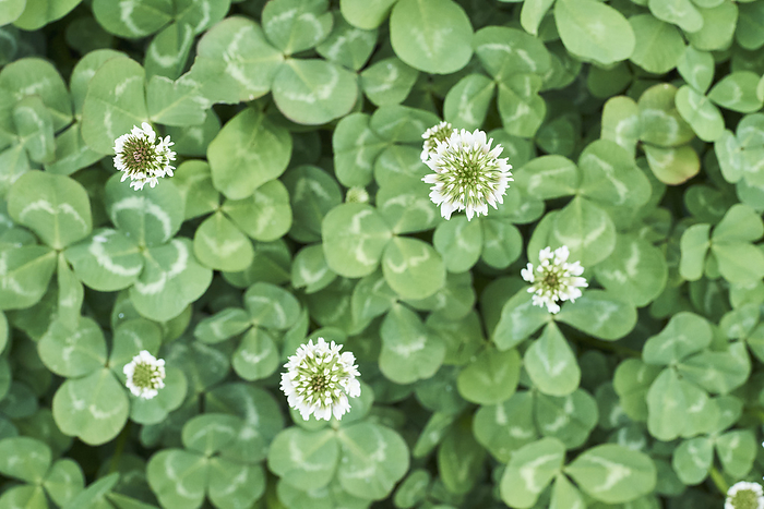 White clover, photographed in 2024 View of flower from above April 2024 Kitayama Park, Higashimurayama shi, Tokyo