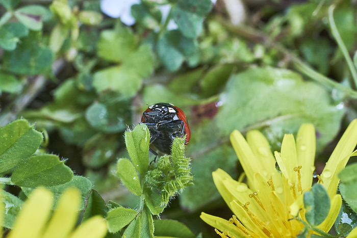 Photographed in 2024 Nanahoshi ladybug preying on other insects. April 2024 Kitayama Park, Higashimurayama shi, Tokyo