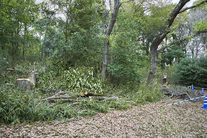 Photo taken in 2024 Impact of oak dieback Cutting down dead trees April 2024 Higashimurayama shi, Tokyo Hachikokuyama Green