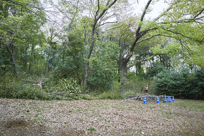 Photo taken in 2024 Impact of oak dieback Cutting down dead trees April 2024 Higashimurayama shi, Tokyo Hachikokuyama Green