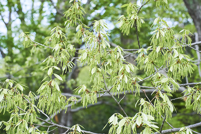 Photo taken in 2024: Flowers and young leaves of Quercus crispula April 2024 Higashimurayama shi, Tokyo Hachikokuyama Green