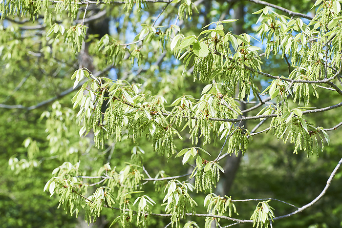 Photo taken in 2024: Flowers and young leaves of Quercus crispula April 2024 Higashimurayama shi, Tokyo Hachikokuyama Green