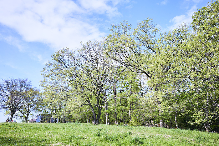 Photo taken in 2024 Quercus crispula Blooming season Tree shape April 2024 Higashimurayama shi, Tokyo Hachikokuyama Green