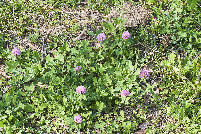 Photographed in 2024. purple clover April 2024 Higashimurayama shi, Tokyo Hachikokuyama Green