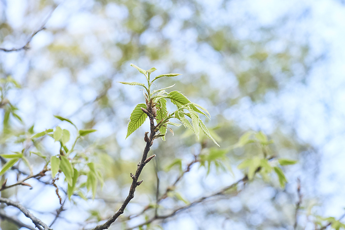 Young leaves of sawtooth oak taken in 2024 April 2024 Higashimurayama shi, Tokyo Hachikokuyama Green