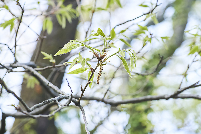 Young leaves of sawtooth oak taken in 2024 April 2024 Higashimurayama shi, Tokyo Hachikokuyama Green