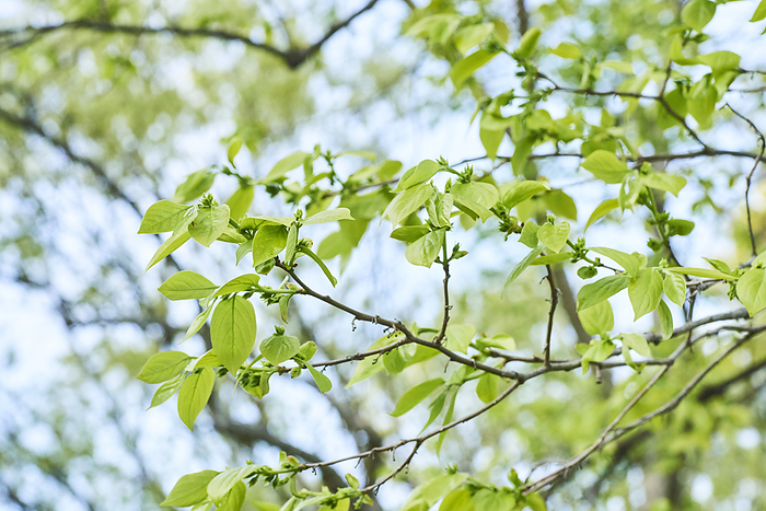 Photographed in 2024 Oyster tree  Young leaves April 2024 Higashimurayama shi, Tokyo Hachikokuyama Green