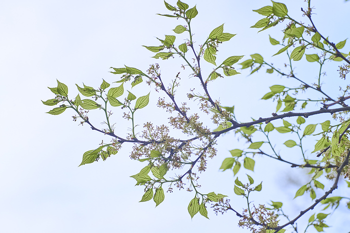 Young leaves of enoki tree, photographed in 2024 April 2024 Higashimurayama shi, Tokyo Hachikokuyama Green