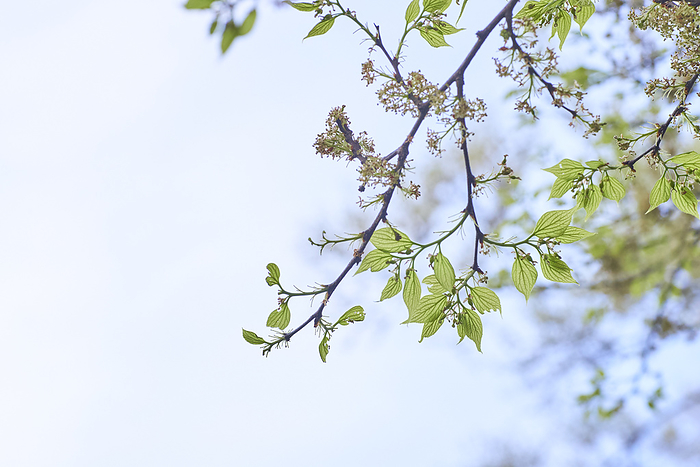 Young leaves of enoki tree, photographed in 2024 April 2024 Higashimurayama shi, Tokyo Hachikokuyama Green