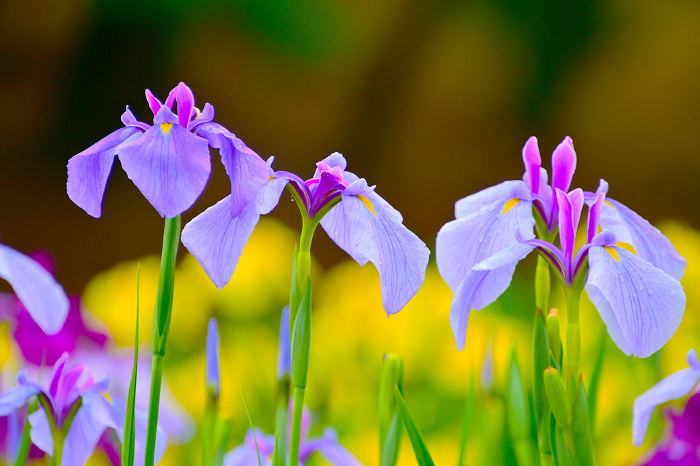 Beautiful iris flowers viewed with a macro lens
