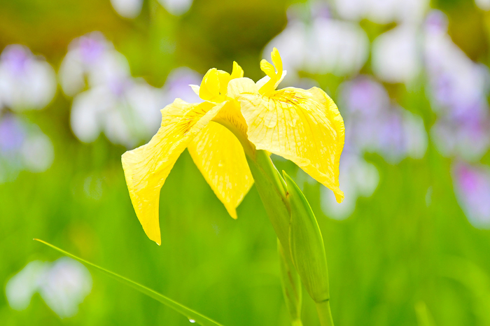 Iris garden in Higashi Park Flowers of iris that give a sense of elegance