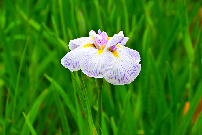 Okazaki Higashi Park Iris Garden Beautiful iris, variety name: Jagome no Nami